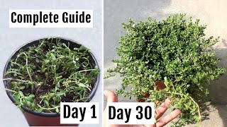 ★ How to Grow Brahmi at Home  PROPER Method with Full Update [upl. by Eniamzaj924]