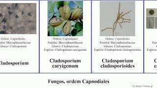 Fungos ordem Capnodiales cercospora cladosporium fungus fulva Pseudocercospora Ramularia griseola [upl. by Ynove795]