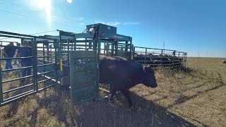 Working Cattle New Portable Corral [upl. by Adnuhsed]