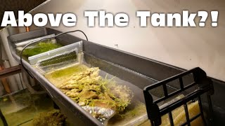 DIY Above Tank Saltwater Refugium Saltwater series Ep 4 [upl. by Arleta]