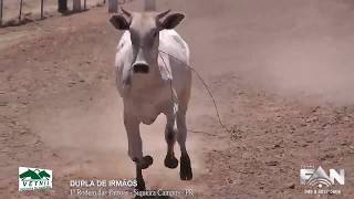 1º Rodeio das Patroas  Estância São Miguel  Siqueira Campos  PR [upl. by Htebazile]