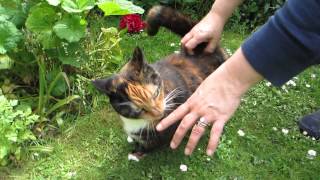 Fat Cat reacts to her back being scratched  funny [upl. by Prem]