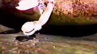 Cephalopod video Bathypolypus arcticus hatching [upl. by Enelhtac]