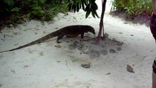 Komodo dragon whips Robin Varanödla piskar Robin [upl. by Garrard]