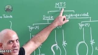 EXCRETORY SYSTEM OF INSECT [upl. by Crawford]