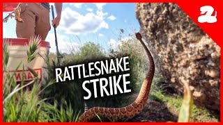 Rattlesnake Tries To Bite Me [upl. by Haceber497]