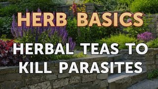 Herbal Teas to Kill Parasites [upl. by Ardnassela]