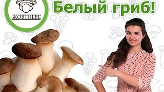 Выращивание Белый степной гриб или королевская вешенка [upl. by Mcwilliams791]