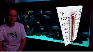 African Cichlids  How Water Temperature Affects Their Behaviour [upl. by Ultima159]