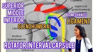 glenohumeral joint  biomechanics rotator interval capsulesuperiormiddleinferiorGhlig in tamil [upl. by Alfi]