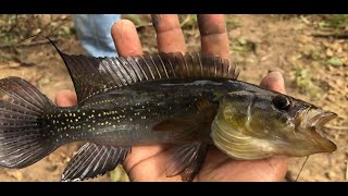 Swamp fishing with friends  Saramacca  Suriname [upl. by Eikciv588]