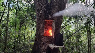 Building Survival shelter inside a million year old tree overnight fireplace  Bushcraft alone [upl. by Einaj]