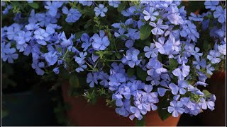 How to Grow Plumbago Auriculata Blue Plumbago successfully  In love with soil [upl. by Hazrit899]