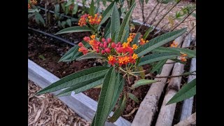 Propagating Tropical Milkweed [upl. by Annaed493]