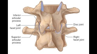 Two Minutes of Anatomy Facet Joints AKA Zygapophyseal Joints or Apophyseal Joints [upl. by Huang]