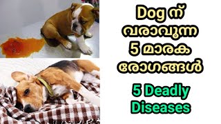 5 deadly dog diseases  distemper  parvo  rabies  vaccination  നായയെ വളര്‍ത്തുന്നവര്‍ അറിയാന്‍ [upl. by Thanos469]