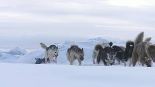 Ice Dogs Greenland [upl. by Staal212]