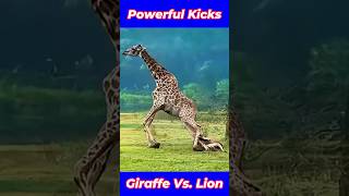 Even With Powerful Kicks  Giraffes Can Struggle Against Lions animals giraffe lion shorts [upl. by Ajit276]