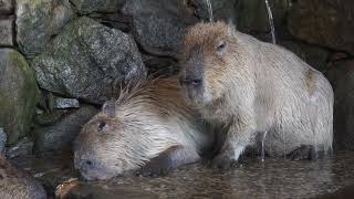 Donguri an Her Daughter Momiji Enjoy the Onsen Shower on a Very Cold January Day [upl. by Lune]