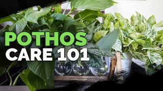 Pothos Care 101 Is This the Easiest Houseplant to Care For [upl. by Adallard739]