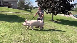 Shipley Swine Genetics Yorkshire Boar Jaws [upl. by Riggs]