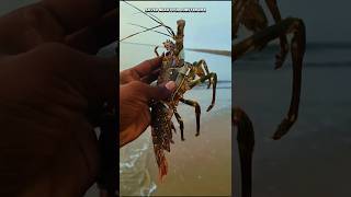 A happy ending saving lobster from the sand shorts sea lobster trending [upl. by Harrak821]