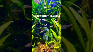 Introducing strawberry rasbora aquariumdesign aquascapegallery aquariumsetup nanoaquascape [upl. by Dominic]