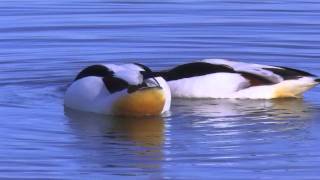 Common Shelducks  Tadorna tadorna [upl. by Euqinay506]