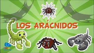 LOS ARÁCNIDOS Animales invertebrados  Vídeos educativos para niños [upl. by Aicaca]