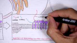 Microbiology  Hepatitis C Virus [upl. by Eirol]