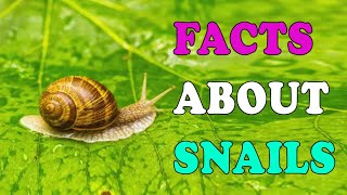 Snails are Fascinating Creatures with Amazing Facts SnailFacts AmazingNature Science [upl. by Adnek]