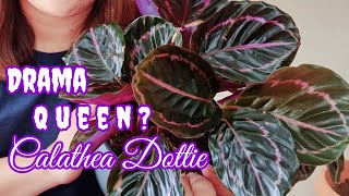 Calathea Dottie  Complete Care Tips [upl. by Maitund373]