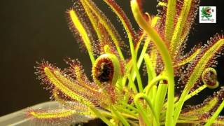 Planta Carnívora  Drosera capensis cazando [upl. by Arec]