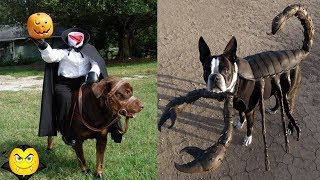 Creative Halloween Costumes For Dogs [upl. by Soiritos]