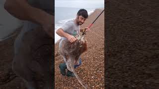 Landing a double figure Undulate ray on Chesil beach chesilbeach fishing shorefishing [upl. by Zetnwahs]