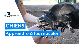 Comment habituer son chien à porter une muselière [upl. by Tiena]