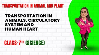 Transportation in Animals and Plants  Part 2  Class 7th Science  Junoon pro [upl. by Kaasi640]