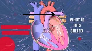 Human Heart ❤️❤️ Anatomy 💔🫀 Heart essential science youtubevideo heart anatomy [upl. by Aneeram587]