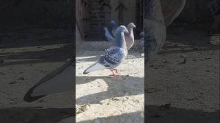 Beautiful pingeon in the world kabutars birds Anasloft youtubeshorts trending shorts video [upl. by Ahsekam]