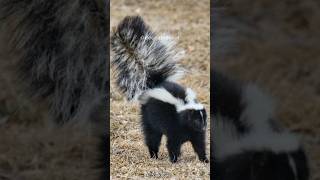 Skunk 🦨 Natures Most Disgusting Animal [upl. by Setarcos777]