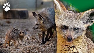 COEXISTENCE dans la SAVANE  Les Règles du Voisinage Animal 🦁🍖  Documentaire Animalier  AMP [upl. by Ynnel]