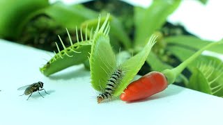 Venus Flytrap eats worm chili fly  Venus Flytrap eating [upl. by Editha222]