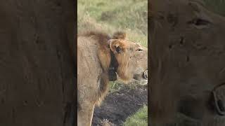 The Unforgettable Sound of the Lions Roar wildlife [upl. by Zoara]