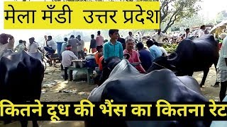 Sale amp Purchase Cow Buffalo Mela Mandi Uttar Pardesh 2018 [upl. by Cross]