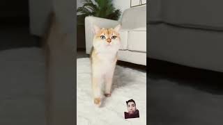 My Cat Is Very Cute cat pets funny funnycats shorts [upl. by Camarata]