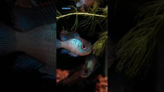 electric blue acara fish  cichlid fish  Aquarium Fish  acara cichlid ahmedabad fish [upl. by Ettenor]