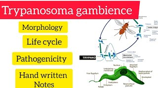 trypanosoma gambience morphology Life cycle Pathogenicity hpu handwritten viralvideo [upl. by Ortensia]