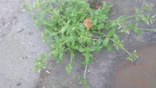 Mouseear chickweed  a little known edible lawn weed [upl. by Brieta]