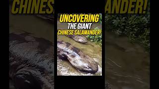 The Giant Chinese Salamander and Its Mysteries Nature’s Living Fossil [upl. by Ardnalak]