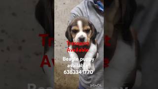 Beagle puppy sale in maduraicoimbatoreTrichyselamchennaierodeVillupurambeaglepuppybeagledog [upl. by Maisie197]